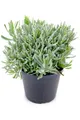 Italienischer Lavendel 15cm Topf, echter Lavendel Pflanze, Lavendula Angustif...