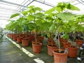 gruenwaren jakubik Blauglockenbaum Kiribaum 160-180 cm Paulownia tomentosa Kaiserbaum