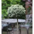 Hochstamm Koreatanne Blauer Eskimo 40-60cm - Abies koreana