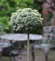 Hochstamm Koreatanne Blauer Eskimo 40-60cm - Abies koreana