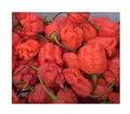 20x Carolina Reaper Chili Garten Gemüse Pflanzen – Samen A240