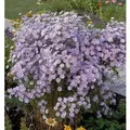 Myrtenaster Blue Star - Aster ericoides