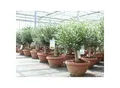 Olivenbaum Bonsai 70 - 90 cm Formgehölz, Olive winterhart, Olea europaea