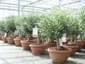 gruenwaren jakubik Olivenbaum Bonsai Formgehölz, Olive winterhart, Olea europaea