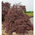 Fächerahorn Inaba shidare 50-60cm - Acer palmatum