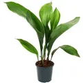 Exotenherz Schusterpalme Aspidistra Elatior Zimmerpflanze 15cm Topf