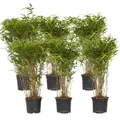Plant in a Box - Fargesia nitida 'Gansu' - 6er-Set - dunkelvioletter Bambus - Nicht invasiv - Winterhart Immergrün - Topf 17cm - Höhe 50-70cm