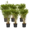 Bambus - 6 Stk - Fargesia nitida 'Gansu' - Höhe 50-70cm - ⌀17cm