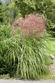 Pflanzen für Dich Gräser Miscanthus sinensis Große Fontäne, 1 St., Chinaschilf, Silbergras, hochwachsend, herbstfärbung