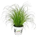 Katzengras - Cyperus alternifolius - zur Verdauungsunterstützung von Katzen