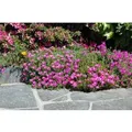 Delosperma Cooperi Mittagsblume Rosa Ca. 9x9 cm Topf