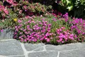 Delosperma cooperi 9x9 cm Topf – Winterhart, Mehrjährig, Immergrün, Pflegeleicht – Mittagsblume – Bodendecker für Steingarten & Trockenbeet