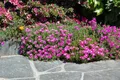 Pflanzen für Dich Staude Delosperma coop. rosa, 1 St., Mittagsblume, Eisblume