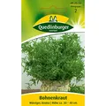 Quedlinburger Bohnenkraut würzig - Satureja hortensis / ideal zum einlegen & würzen / Ernte Juni bis Oktober