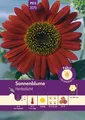 Sonnenblume Herbstlicht Samen von Pabst Keimkraft