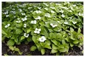 Stauden Gänge 10 x Cornus canadensis (Winterhart/Stauden/Staude/Mehrjährig/Bodendecker) Kanadischer Teppich Hartriegel - Der bodendeckende Blickfang für schattige Ecken - Toller Furchtschmuck