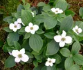 1 x Cornus canadensis (Teppich-Hartriegel) Bodendecker