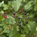 Faulbaum Pulverholz 125-150cm - Rhamnus frangula