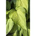 Hosta ventricosa - Glocken-Funkie - 11cm Topf