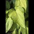 Hosta ventricosa - Glocken-Funkie - 11cm Topf