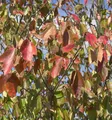 Rot Ahorn Red Sunset 125-150cm - Acer rubrum