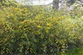 Kerria japonica, Japanische Kerrie, gelb, 80–100 cm