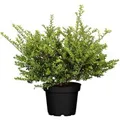 Ilex crenata 'Convexa' 30-40 cm