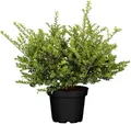Ilex crenata 'Convexa', Japanische Stechpalme, immergrün, 30–40 cm