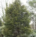 Gelbe Leyland Zypresse Castlewellan Gold 125-150cm - Cupressocyparis leylandii
