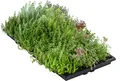 Dehner Pflanzenmatte für Dachbegrünung, 4er Set, Gründach mit Fetthenne, verschiedene Sorten, je 50 x 30 cm, 4-8 kg, für Flachdächer / Schrägdächer bis max. 30 Grad-Winkel