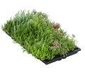 Dehner Staude Dachbegrünung mit Fetthenne, 4 Matten, je 50 x 30 cm, insektenfreundlich, für Flachdächer / Schrägdächer