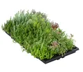 Dachbegrünungsmatte 4er Set Fetthenne versch. Sorten 50 x 30 cm 4-8 kg, Dehner