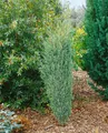 Pflanzen für Dich Konifere Juniperus communis Excelsa, 1 St., Säulenwacholder, Gemeiner Wacholder, säulenförmig, immergrün