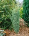 Juniperus communis 'Excelsa', Wacholder, 40–60 cm