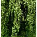 Hänge Buche 100-125cm - Fagus sylvatica Pendula