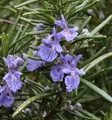 Rosmarin Repens - Rosmarinus officinalis