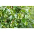 Betula Pendula Fastigiata Hängebirke Säulenförmig 40–60 cm