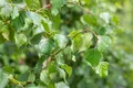 Pflanzen für Dich Gehölze Betula pendula Fastigiata, 1 St., Hänge-Birke, Sandbirke, Weißbirke