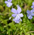 Hornveilchen Boughton Blue - Viola cornuta