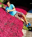BALDUR Garten Winterhart Bodendecker-Nelke Vivid®, 3 Pflanzen winterharte Polsterstaude Gartennelke, mehrjährig, pflegeleicht, Wasserbedarf gering, blühend, Dianthus Hybride