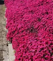BALDUR Garten Bodendecker Bodendecker-Nelke 'Vivid®', 3 St., Polsterstaude, duftend, winterhart, mehrjährig, pflegeleicht