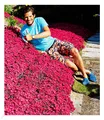 Bodendecker-Nelke "Vivid®",3 Pflanzen