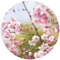 K&L Wall Art Vliestapete "Runde Vliestapete", Kirschbaum Blüten Rosa, mehrfarbig, matt - bunt
