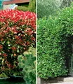 BALDUR Garten Immergrüne Hecken-Kollektion,2 Pflanzen