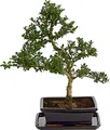 Dehner Japanische Stechpalme im Keramiktopf, immergrün, ca. 30-40 cm, Topf ca. 20 cm, Outdoor-Bonsai
