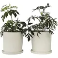 Plant in a Box Holunder - Sambucus Black Lace 2er Set Höhe 25-40cm