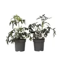 Plant in a Box - Sambucus nigra 'Schwarze Spitze' - 2er Set - Winterhart - Immergrüner Strauch - Topf 17cm - Höhe 25-40cm