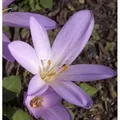 Herbstzeitlose - Colchicum autumnale