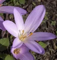 Herbstzeitlose - Colchicum autumnale
