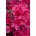 Rhododendron Obtusum Sabina Azalee Rosa Blüten 20–25 cm